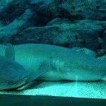 IMG_3129